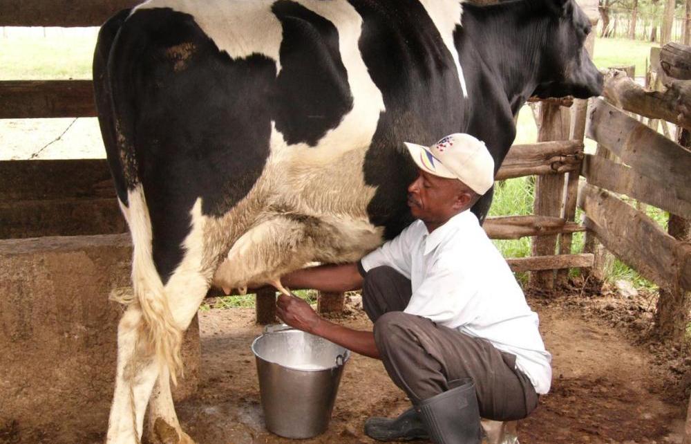 How Kenya's ban on Ugandan dairy products is imparting on Southwest farmers