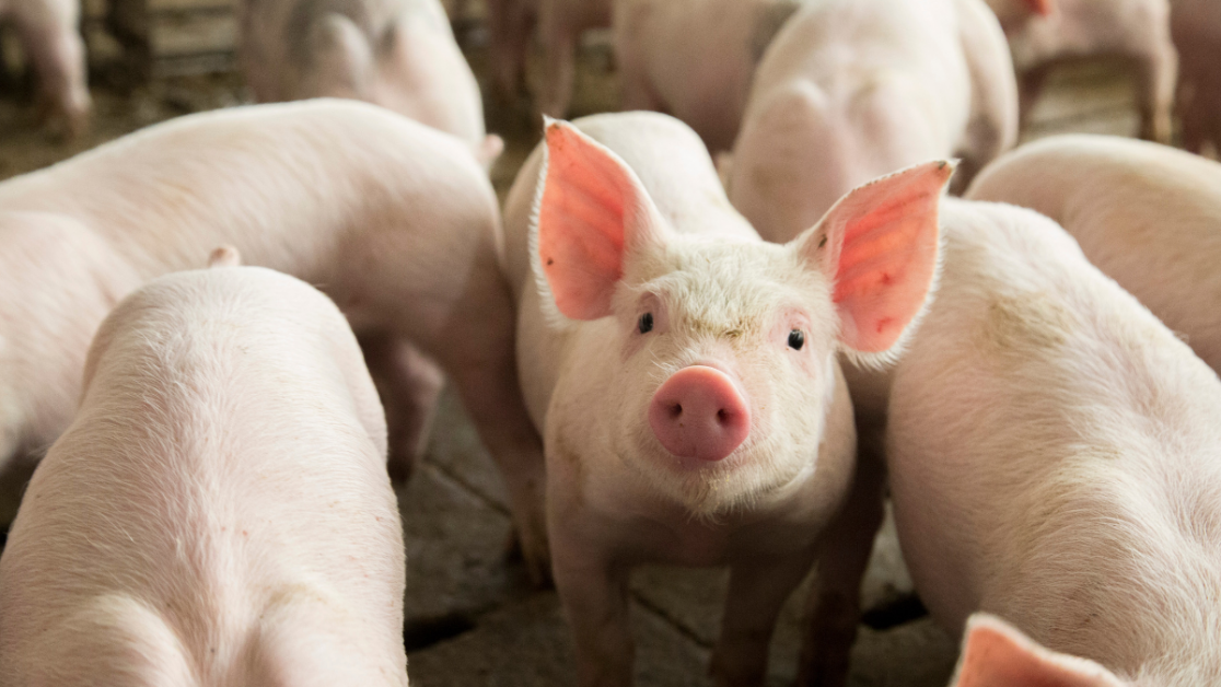 How to protect your pigs from the African Swine Fever