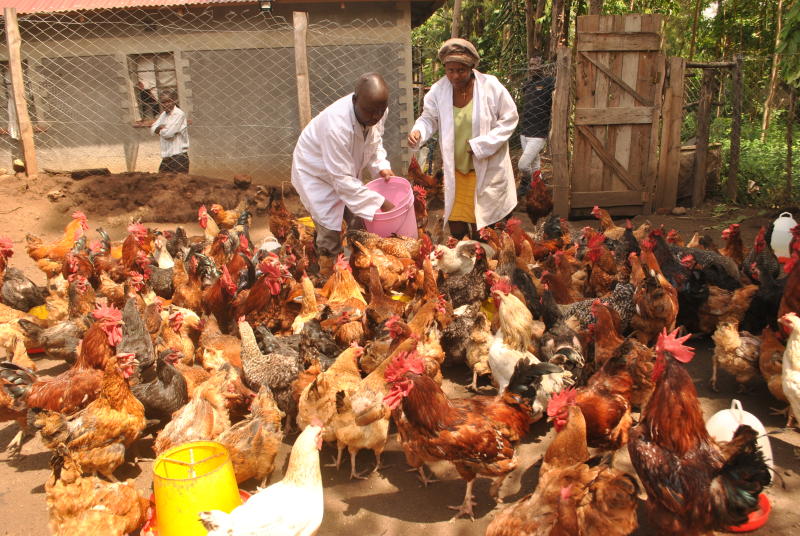 How to take care of your poultry farm