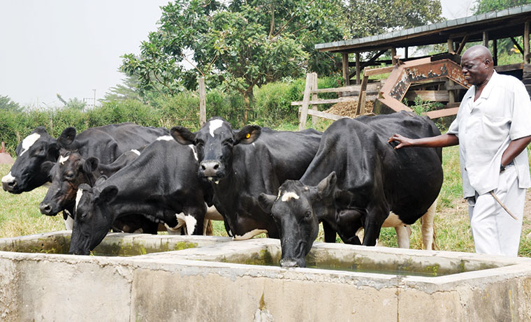 Livestock ban weighs heavy on Ibanda cattle traders