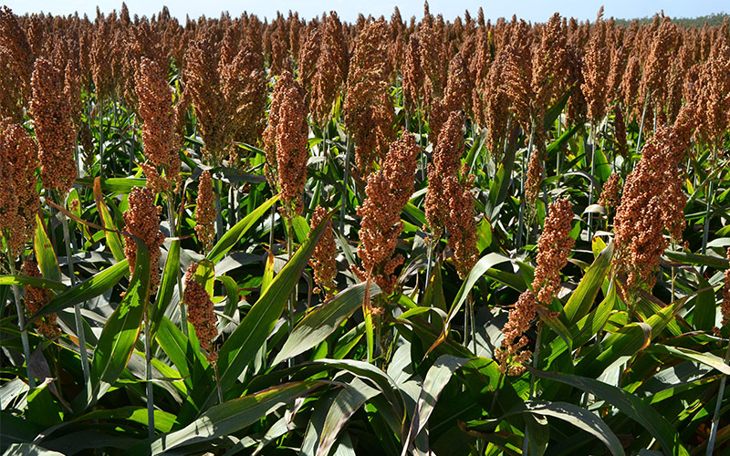 Over 500 Kwania sorghum farmers to benefit from MoU signed with GENU