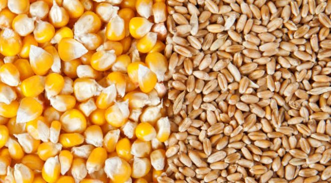 Uganda Grain Council Moves To Train Grain Dealers About Quality